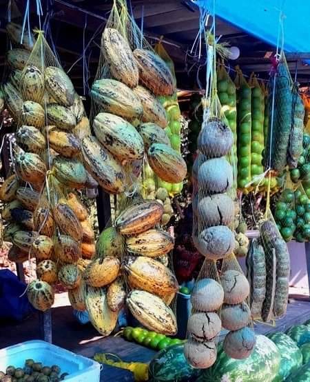 Cacau, pequiá, ingás são frutos tão comuns na Amazônia, que poderiam fazer parte de um catálogo informando a estação de cada um na região. Foto: Elaíze Farias.