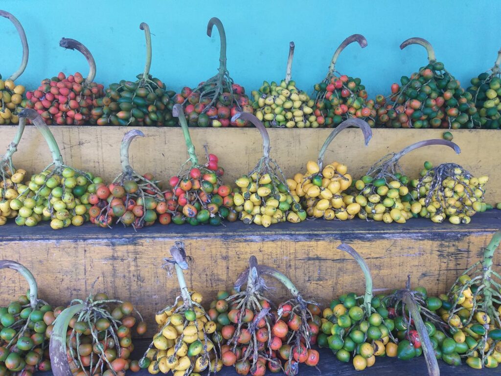 As pupunhas de variados tipos começam a cegar às feiras. Um dos derivados deliciosos dessa fruta é a caiçuma, um suco fermentado, que tomávamos adoçado e com farinha amarela. Foto: Ana Cláudia Leocádio.