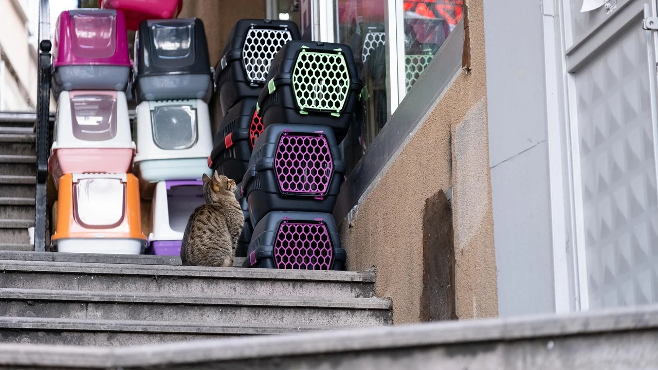 Gato explora a caixa de transporte aberta em ambiente tranquilo.