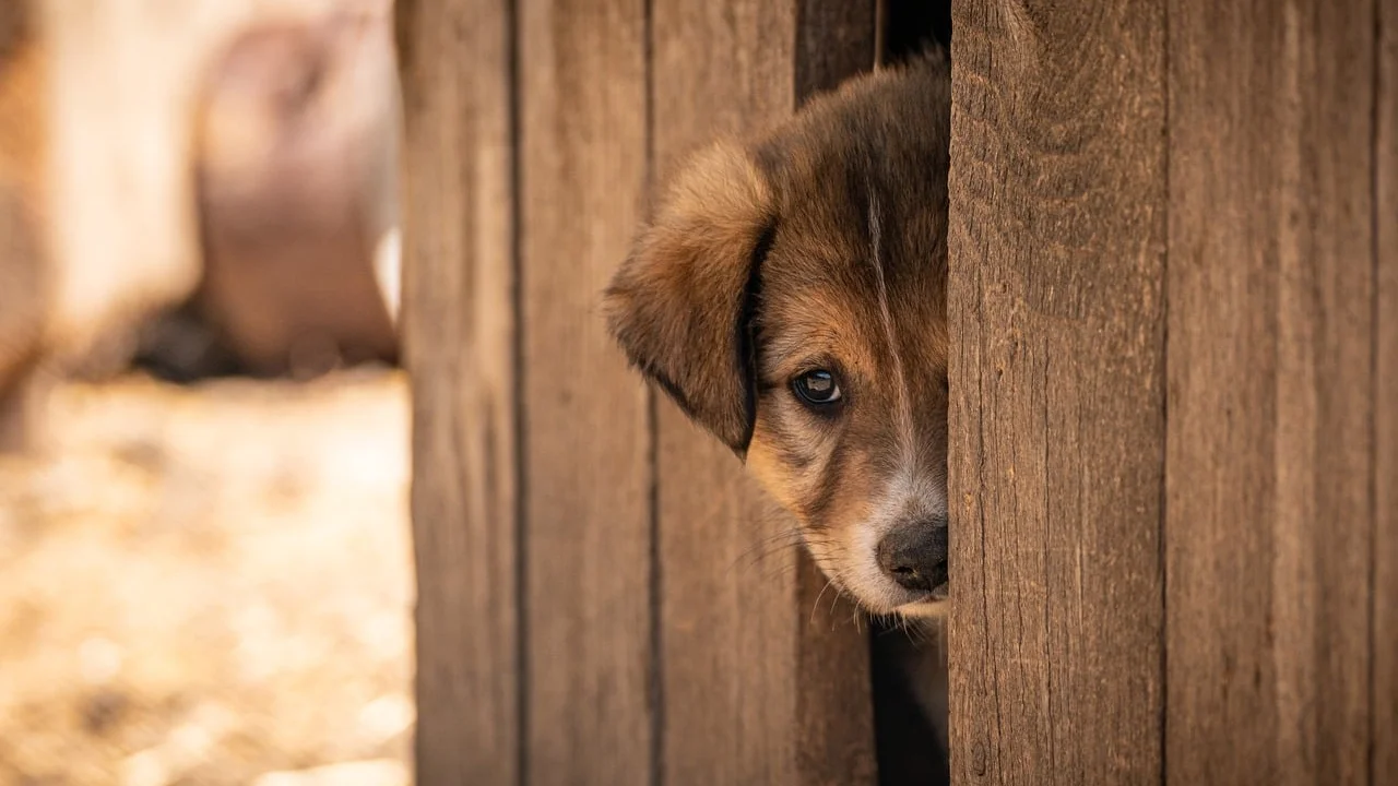 Pessoa conhecendo um cão em um evento de adoção responsável.