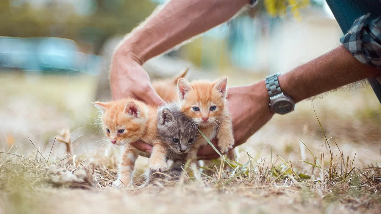Gato em ambiente doméstico com tela de proteção na janela.
