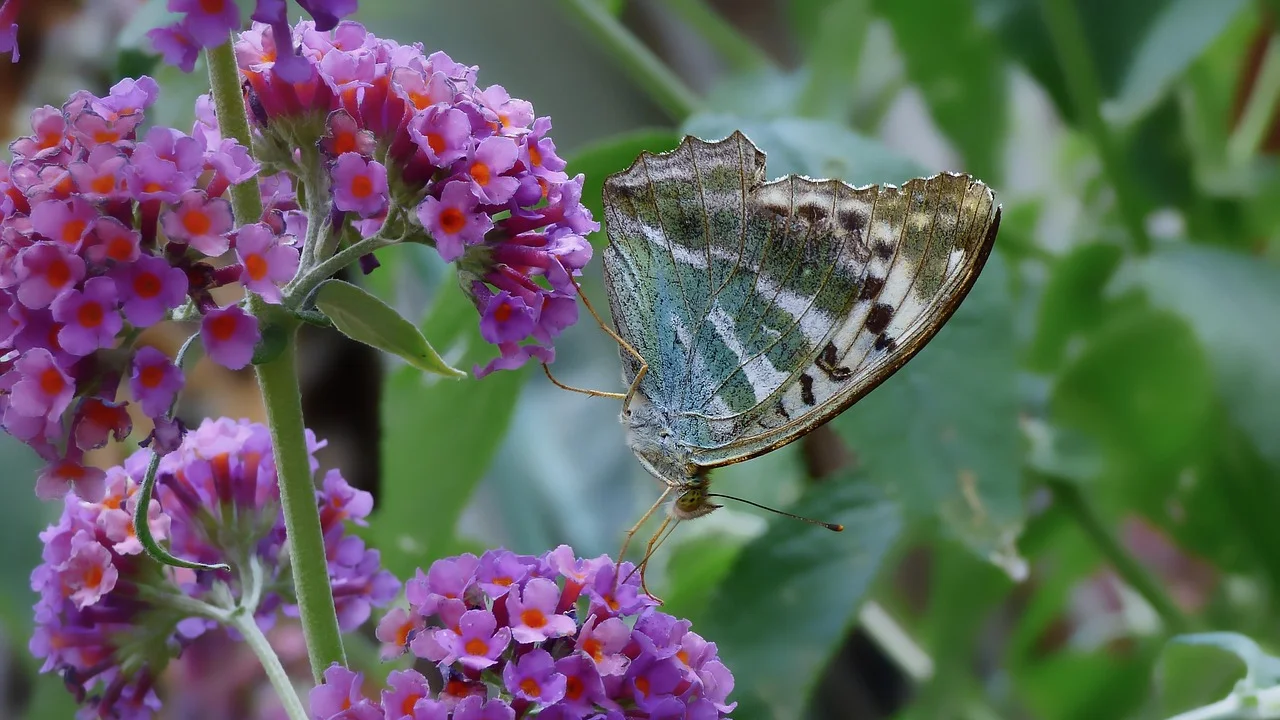Borboleta pousada em flores abertas em um jardim ensolarado.