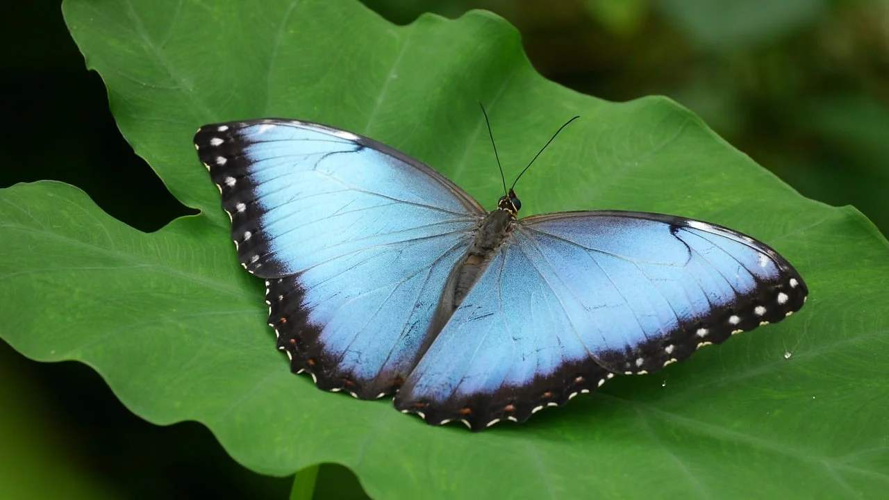 Plantas variadas formam abrigo e alimento para insetos benéficos.