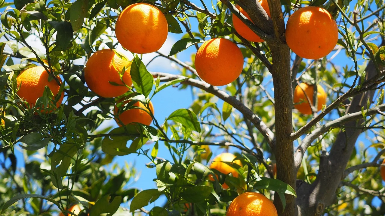Gaveta da geladeira com vegetais protegidos da umidade.