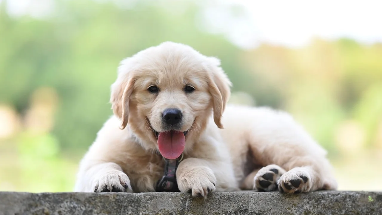 Tutor examinando as unhas de um cachorro em ambiente calmo.