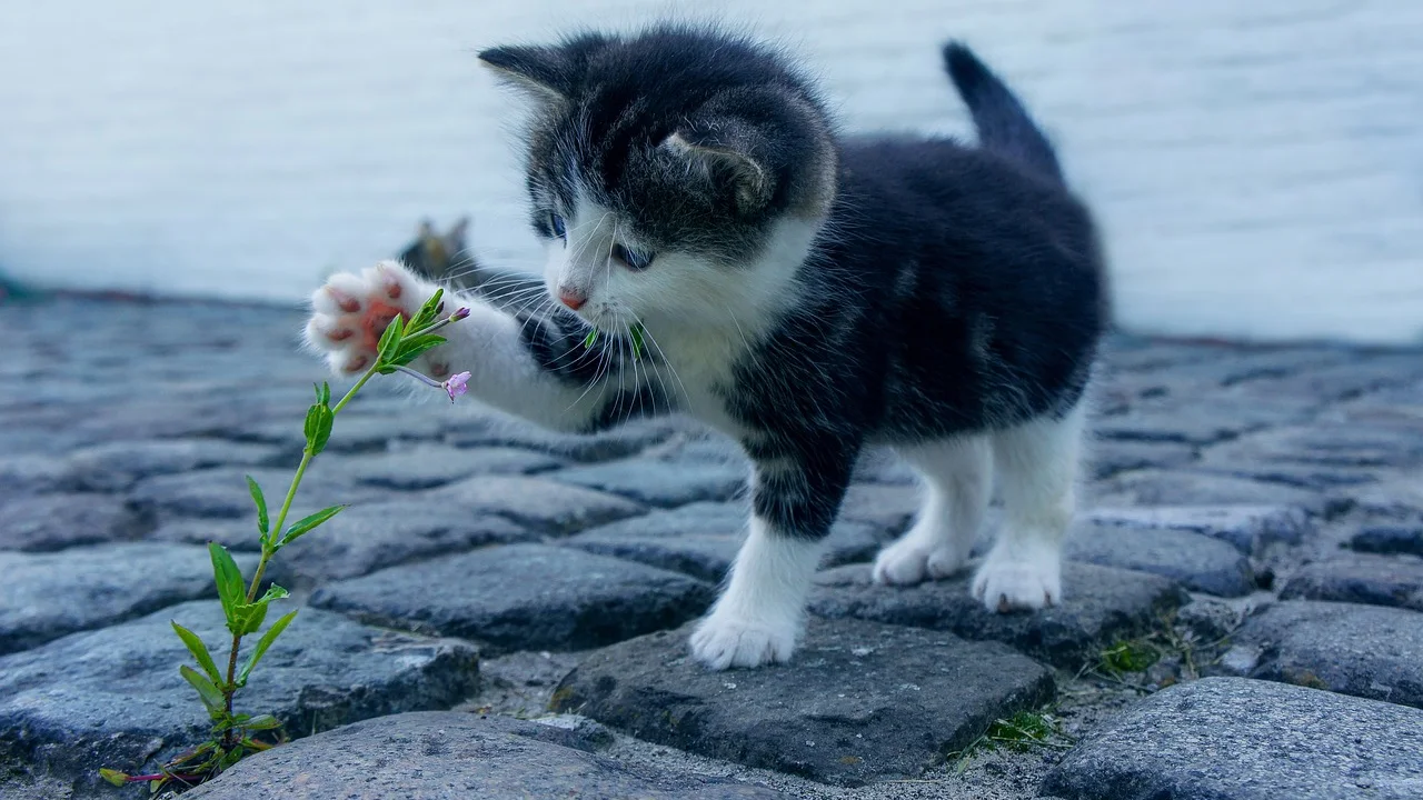 Alicate próprio para cortar unhas de cães e gatos.