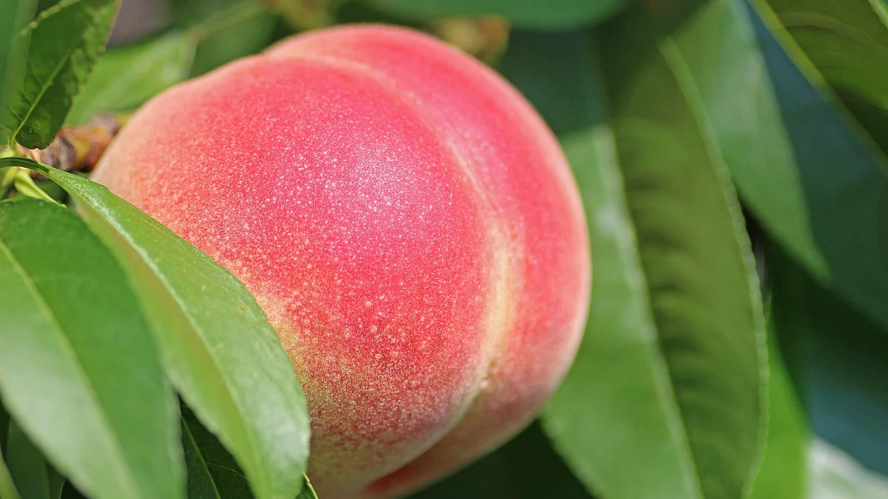 Árvore frutífera cultivada em vaso em uma varanda ensolarada