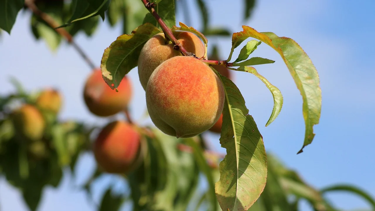 Vaso amplo com furos de drenagem para o cultivo de frutíferas