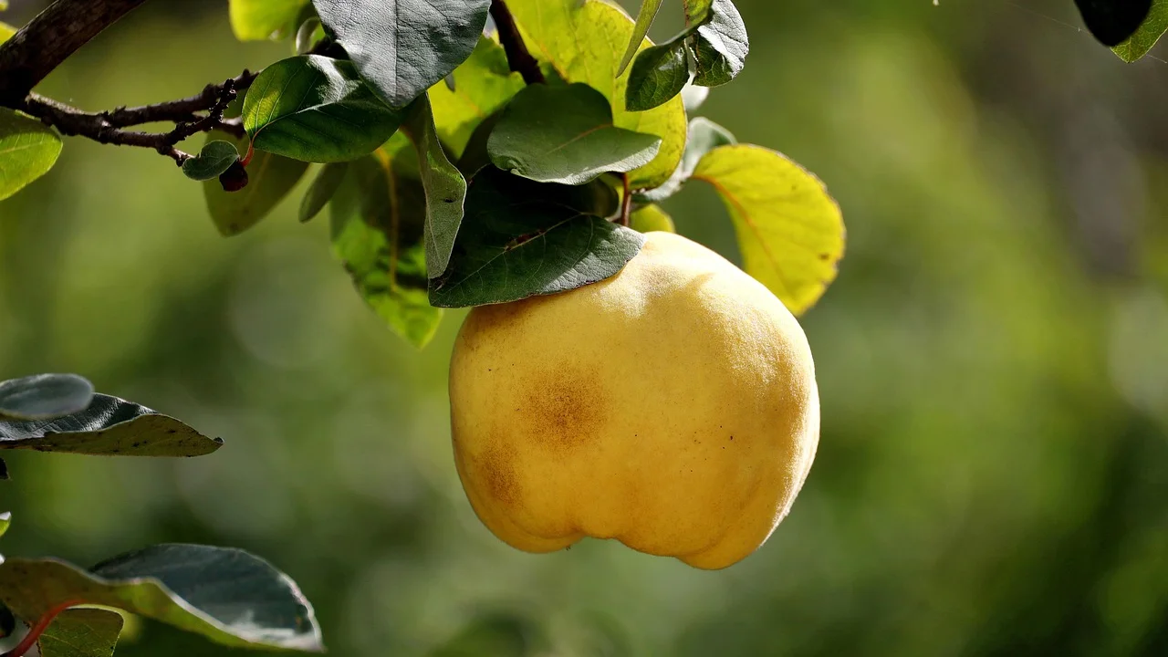 Muda de limoeiro com folhas verdes e frutos em desenvolvimento