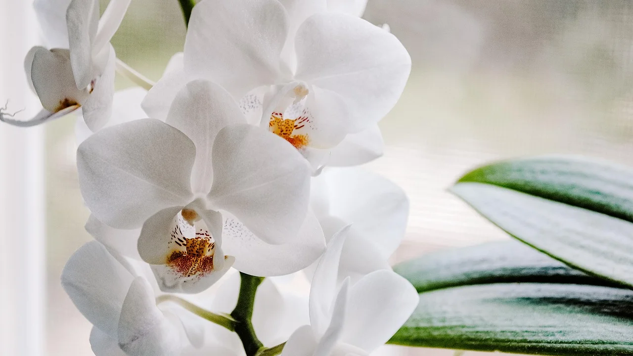Raízes saudáveis de orquídea em substrato bem drenado.