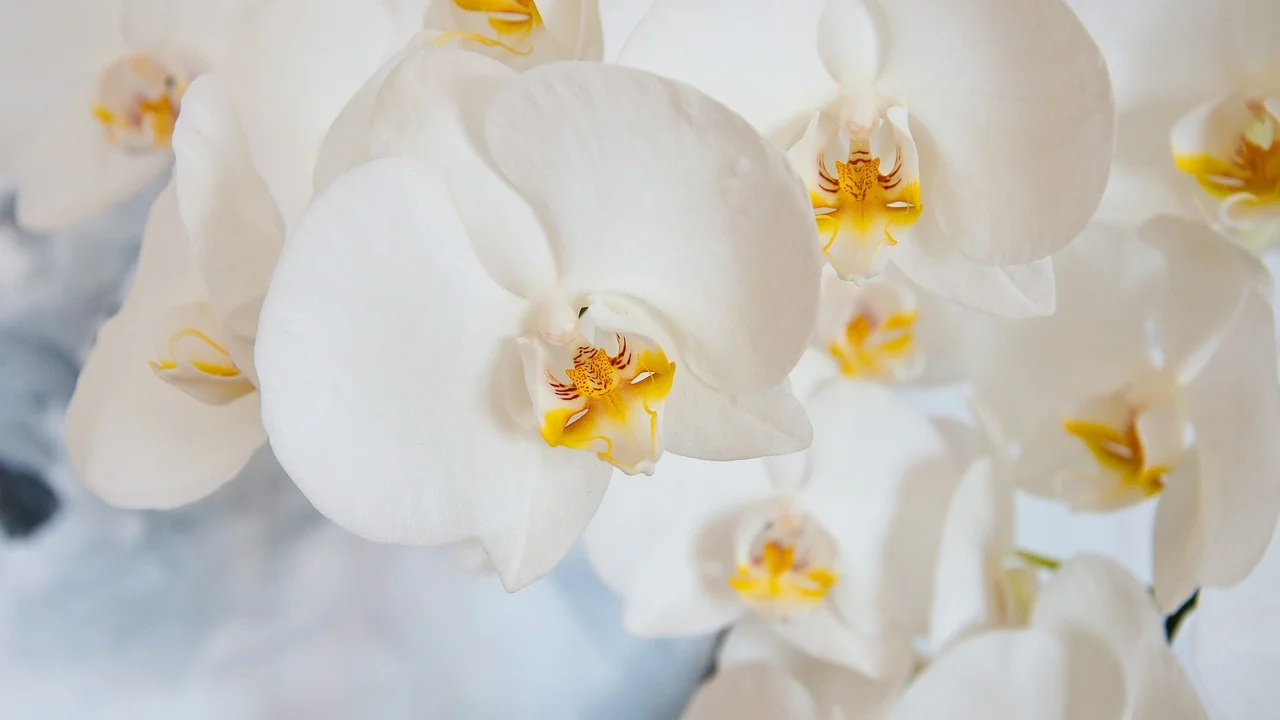 Flores de orquídea em ambiente interno com luz indireta.