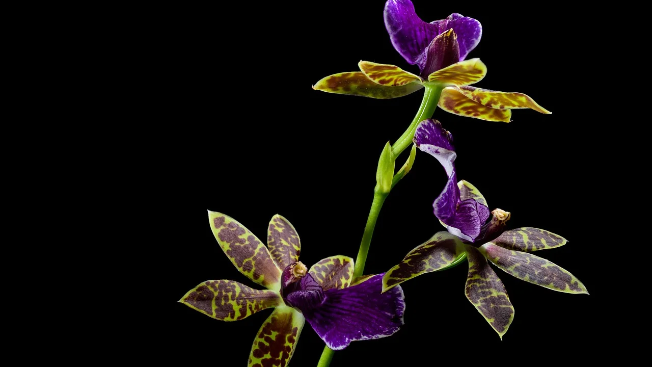 Replantio de orquídea com casca de pinus e vaso furado.