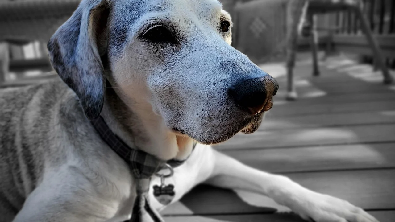 Consulta veterinária preventiva para acompanhar a saúde do animal idoso.