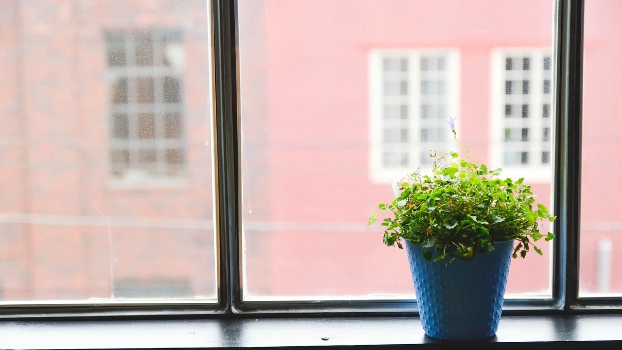 Diferentes plantas organizadas perto de uma janela iluminada