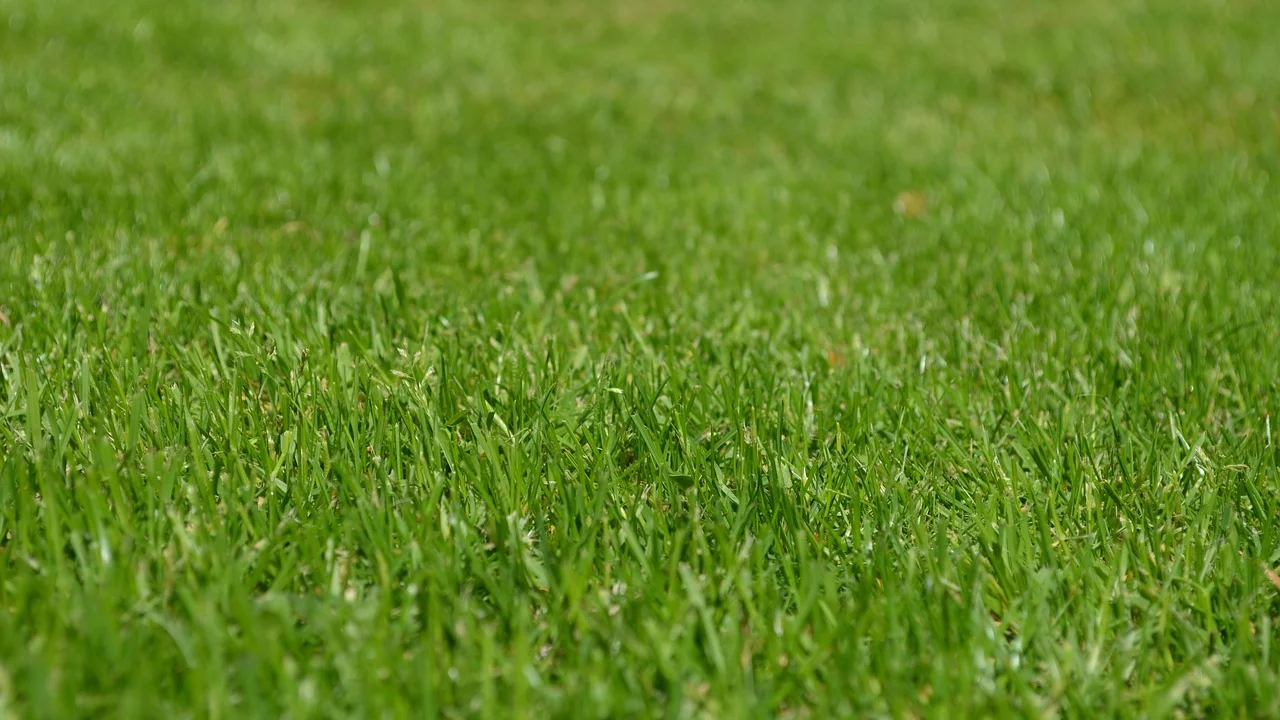 Área do quintal em recuperação com novas placas de grama