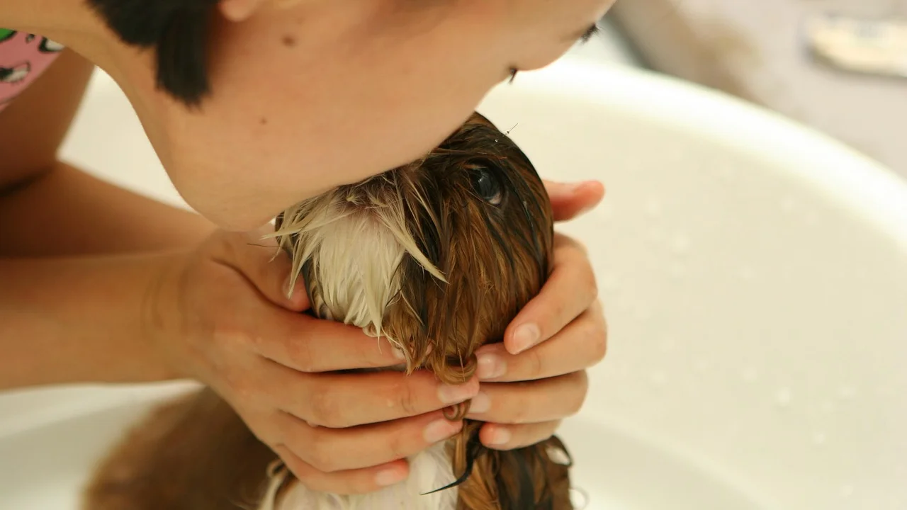Cachorro recebendo banho com água morna em ambiente seguro.