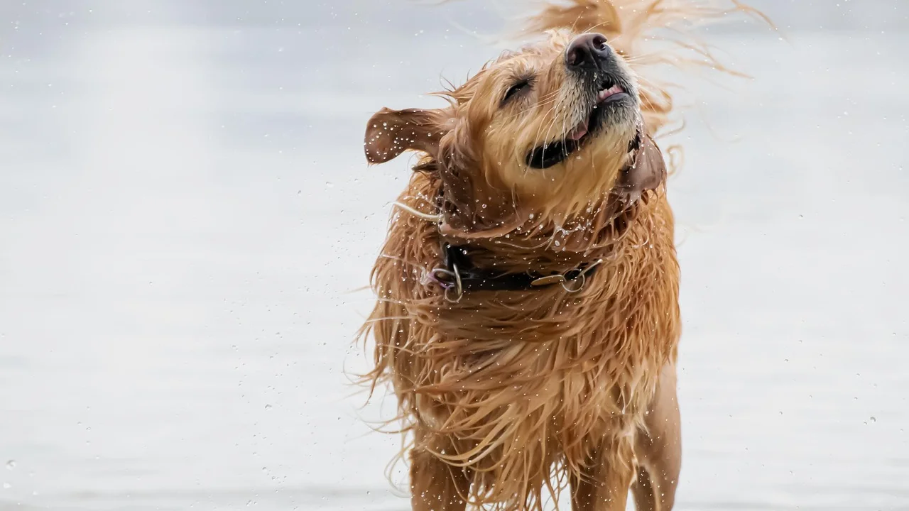 Tutor usa shampoo próprio para lavar a pelagem do cão.