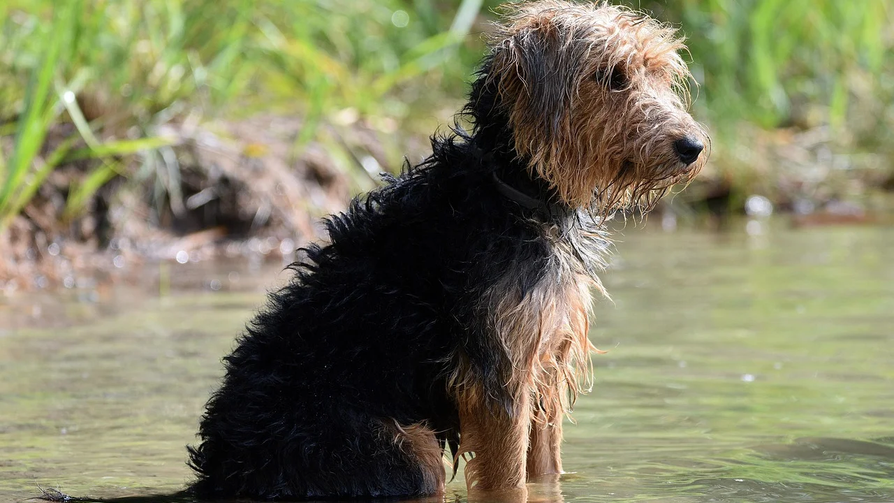 Tapete antiderrapante aumenta a segurança do cachorro no banho.