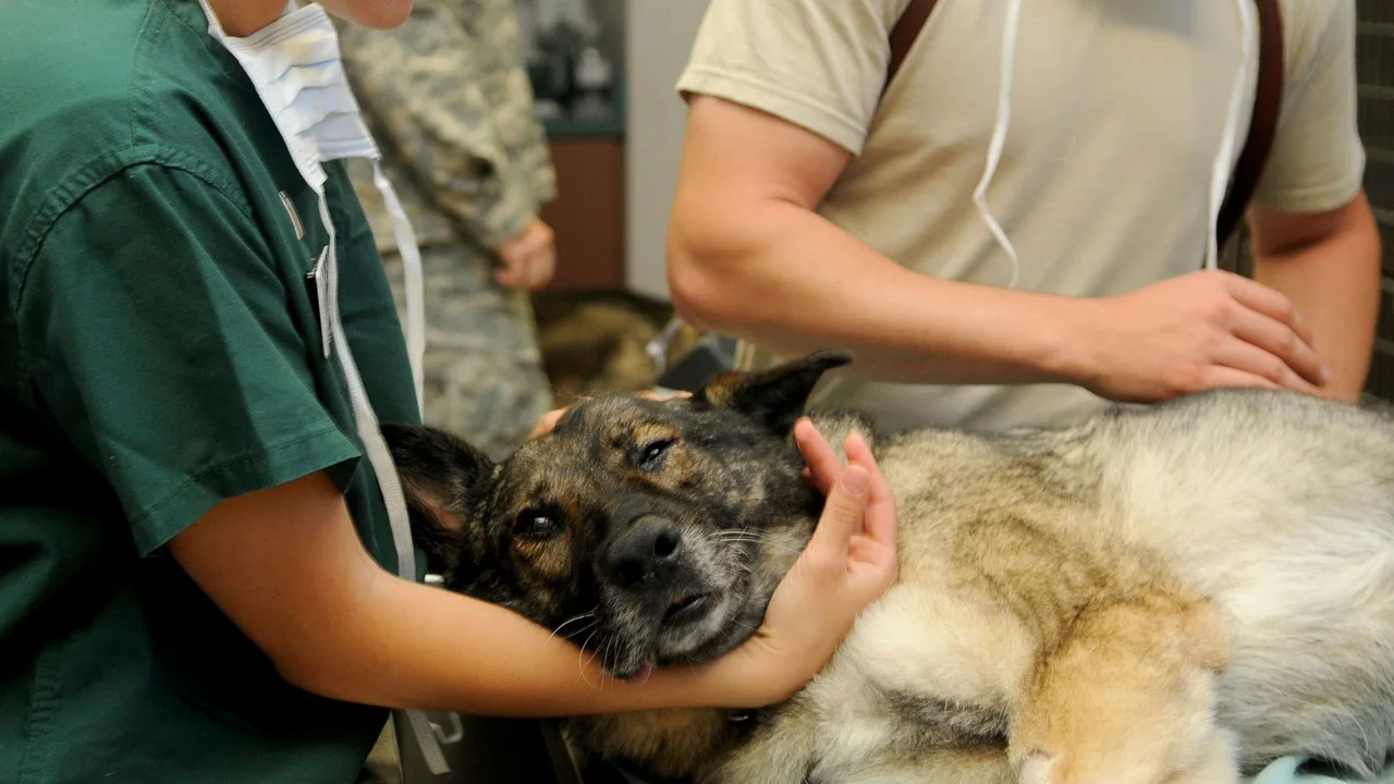 Consulta preventiva ajuda a acompanhar a saúde do animal.