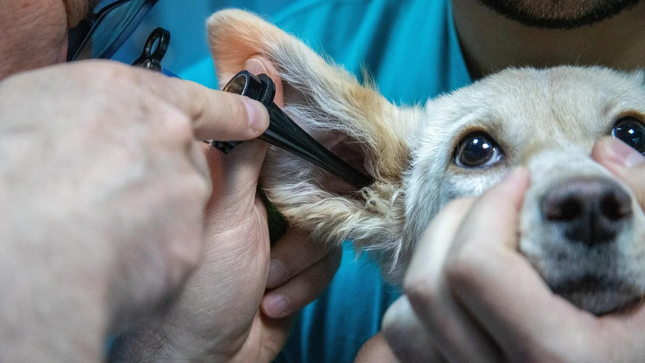 Vacinação orientada protege cães e gatos de doenças evitáveis.