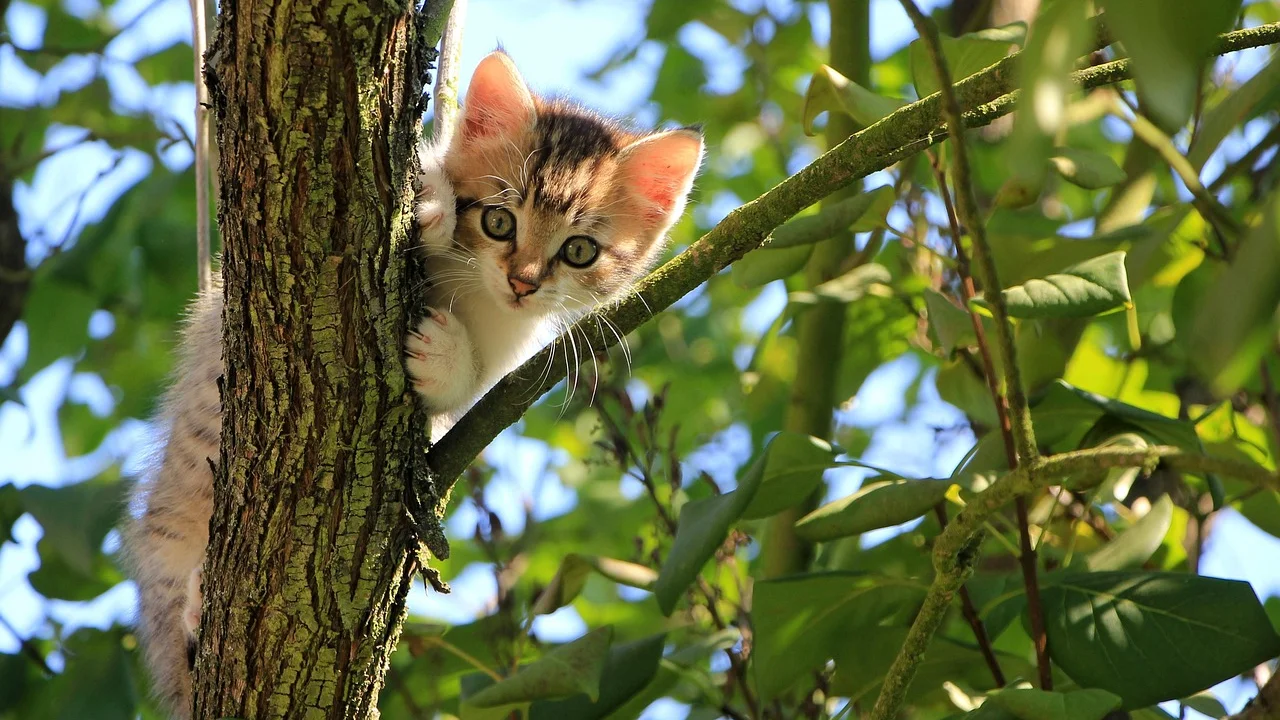 Gato observa o movimento externo em uma janela com tela de proteção.