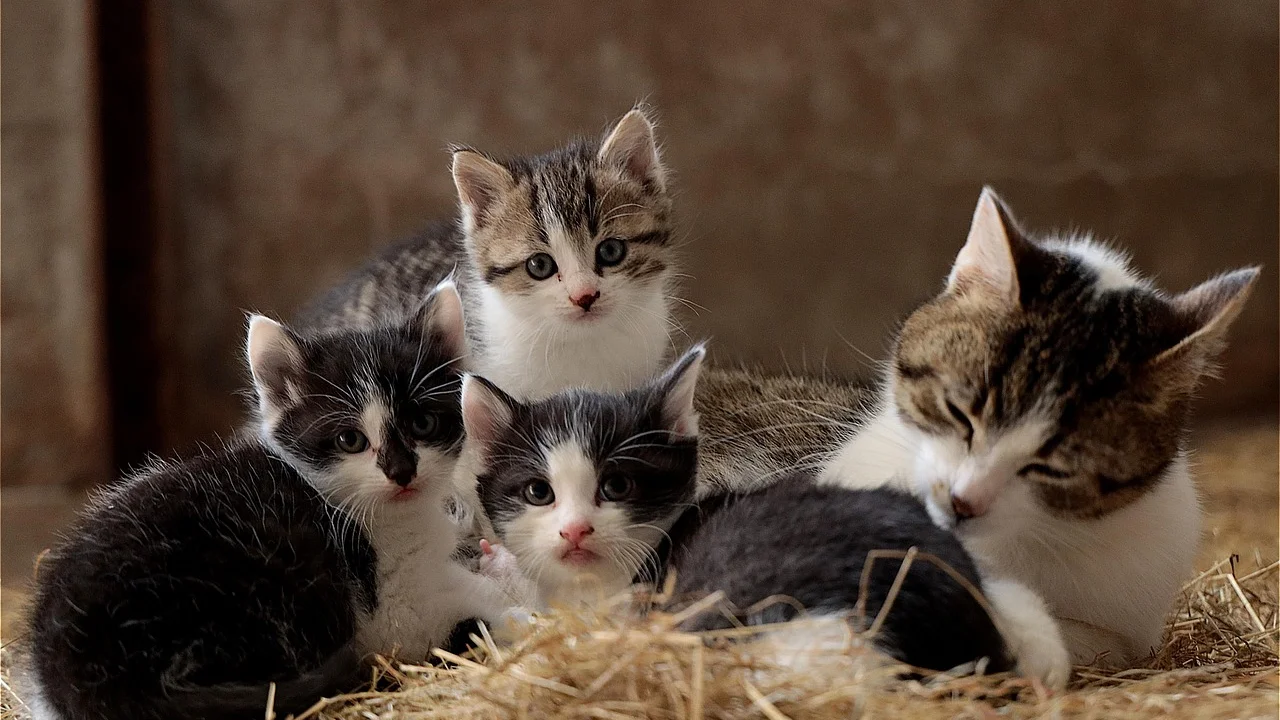 Areia sem perfume com textura fina para gatos