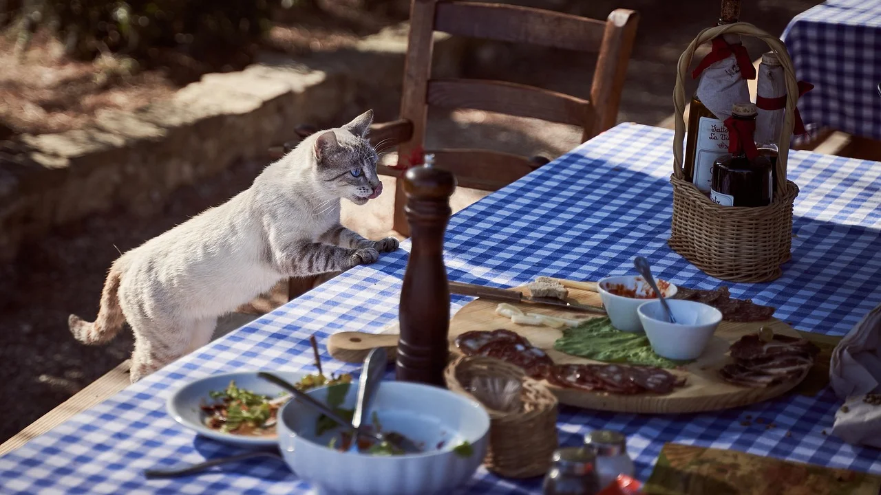 Gato próximo a potes limpos de água e alimento