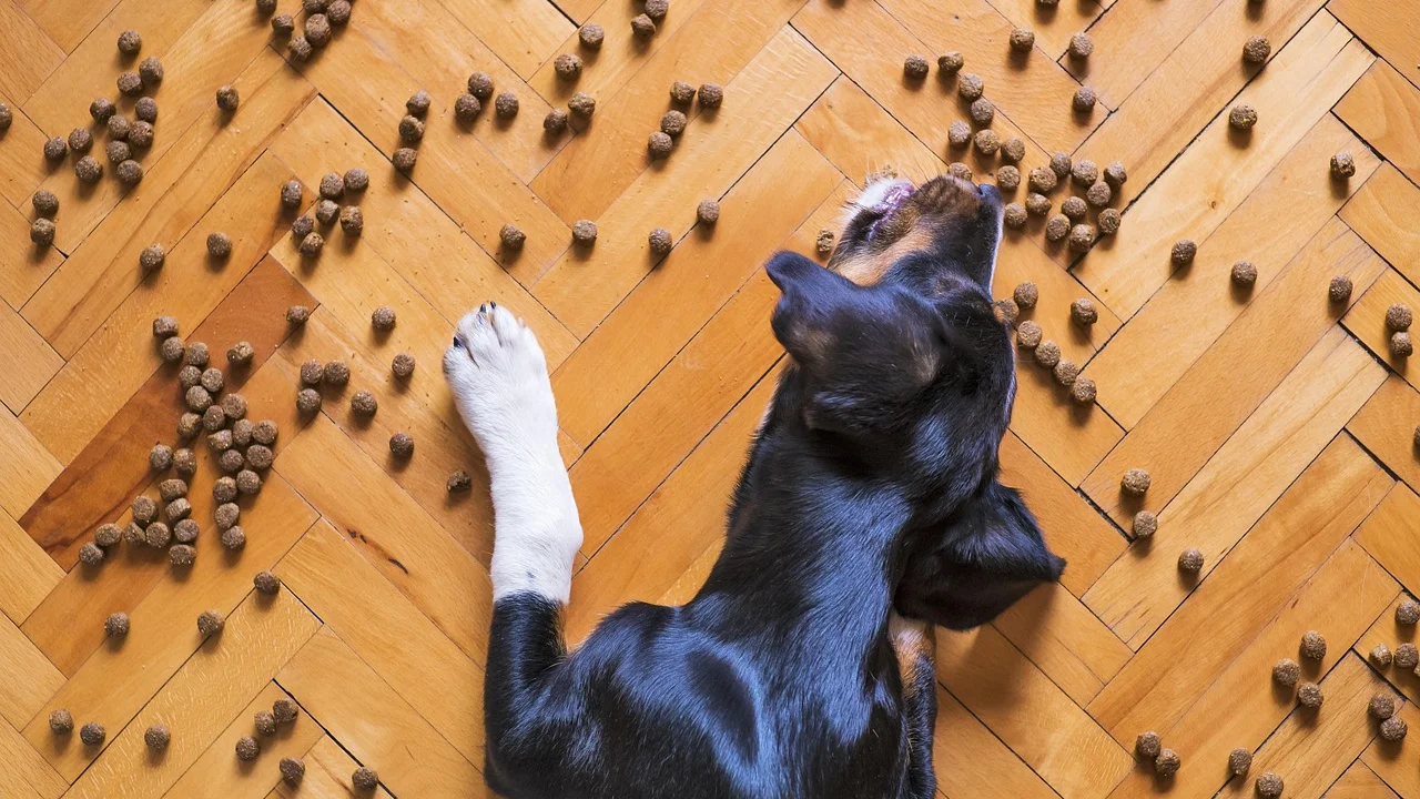Veterinário orientando tutor sobre alimentação do pet