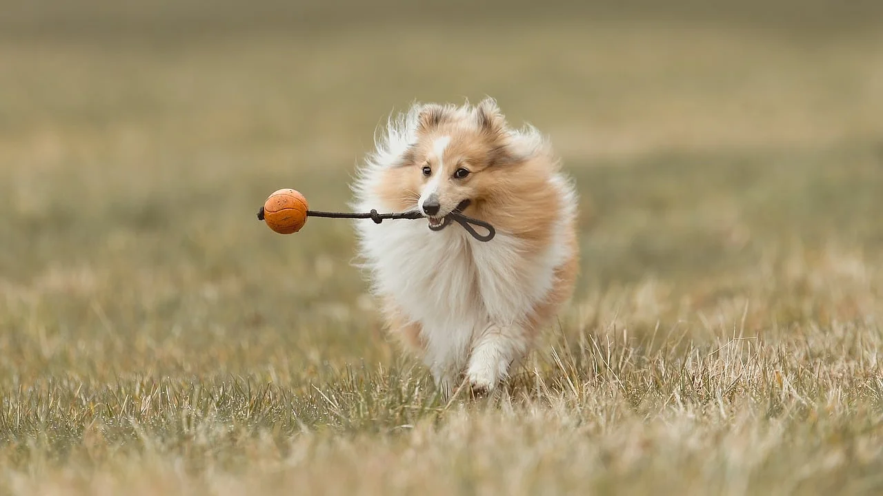 Cão brincando com mordedor de tamanho adequado ao porte