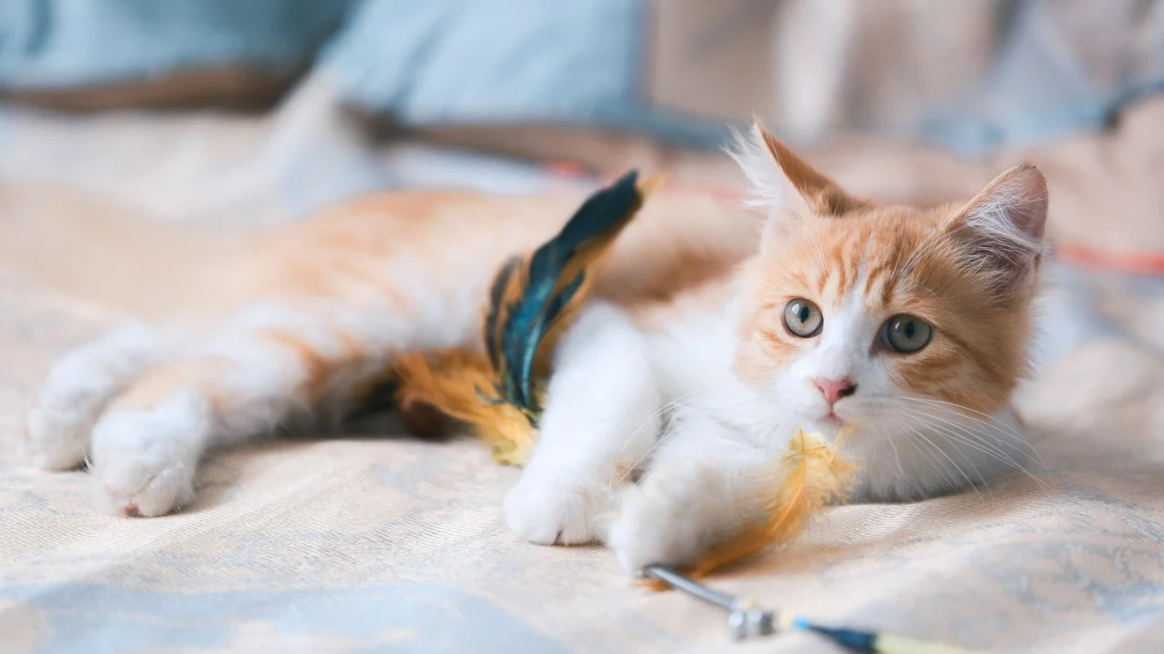 Gato interagindo com brinquedo de varinha sob supervisão