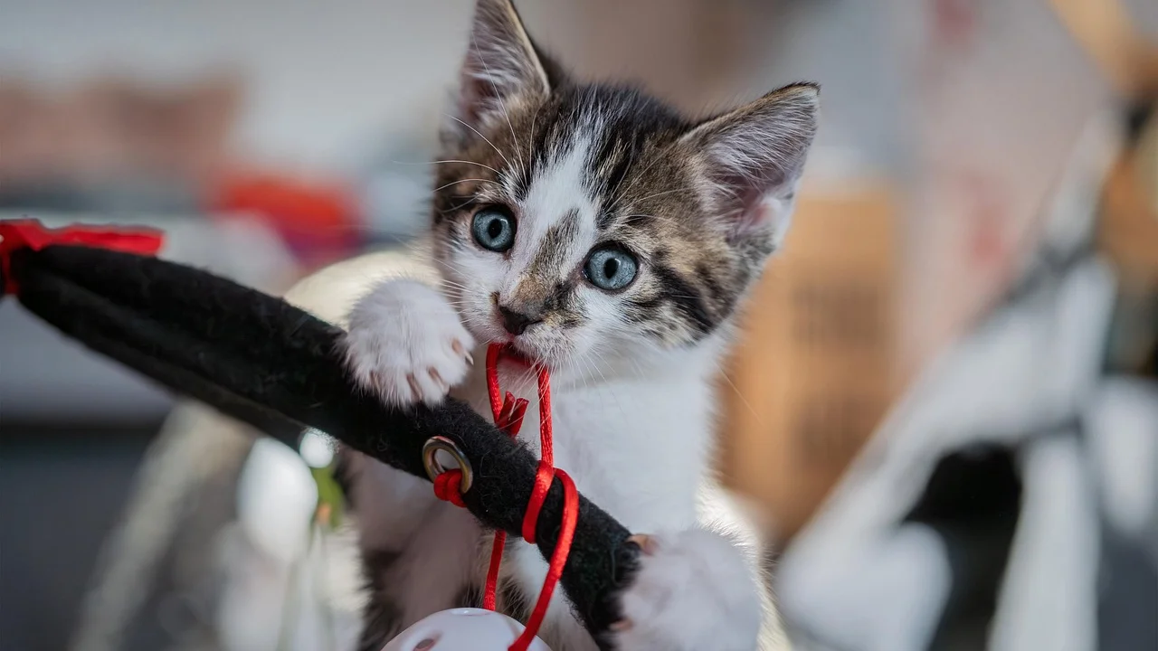 Brinquedos para pets separados por tipo e finalidade