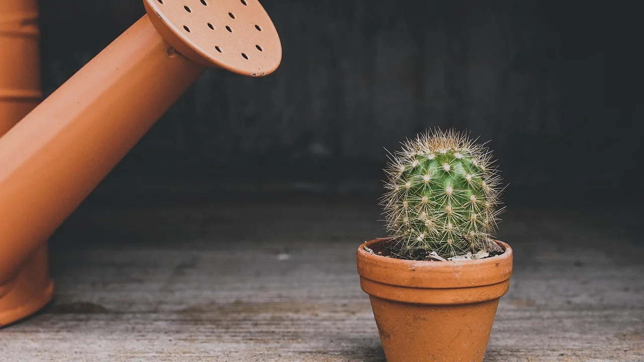 Vasos com plantas resistentes posicionados perto de uma janela iluminada.