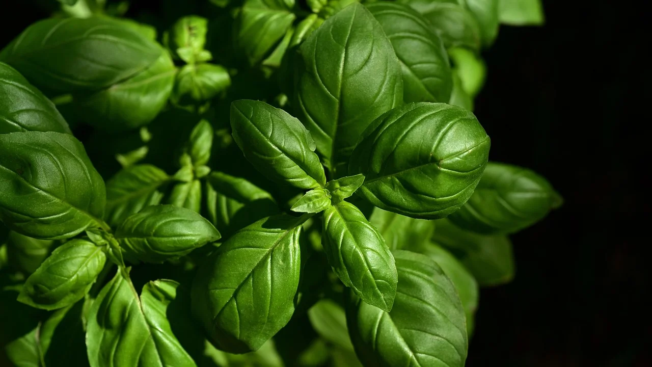 Temperos e ingredientes básicos disponíveis na despensa.