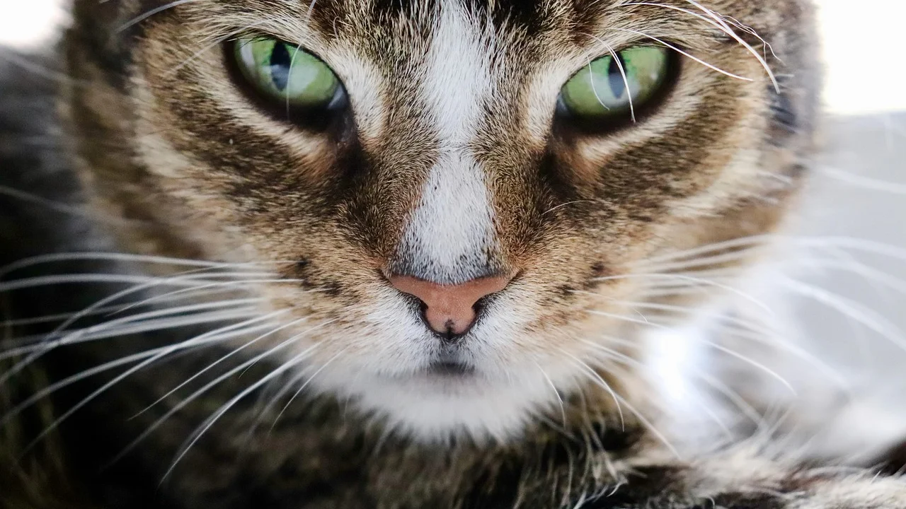Tutor observa mudanças no comportamento do gato em casa