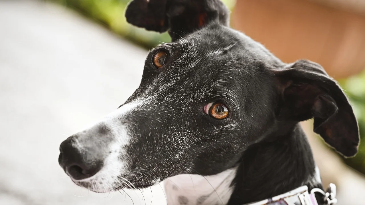 Tutor recompensa o cão por permanecer calmo na caminha.