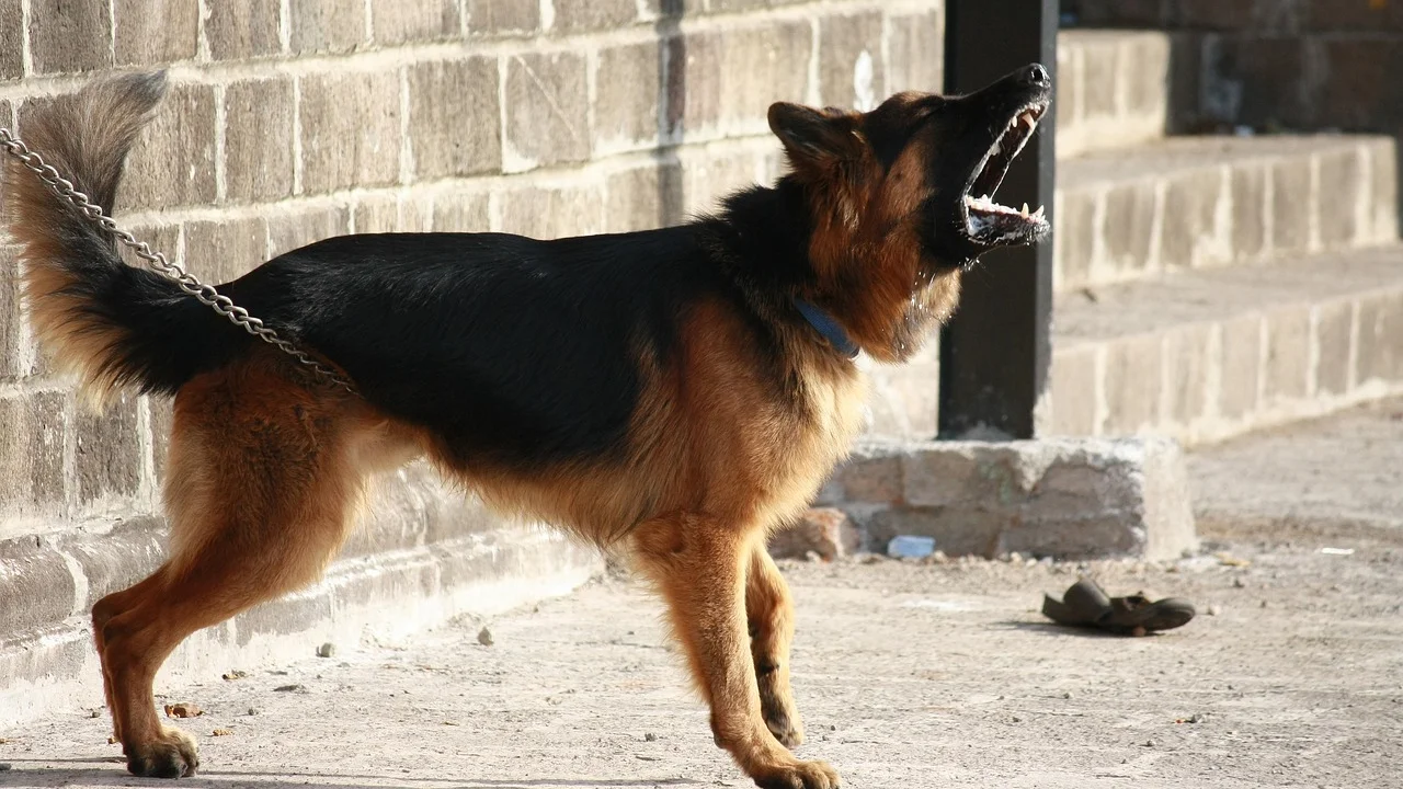 Brinquedo recheável ajuda a ocupar o cachorro de forma segura.