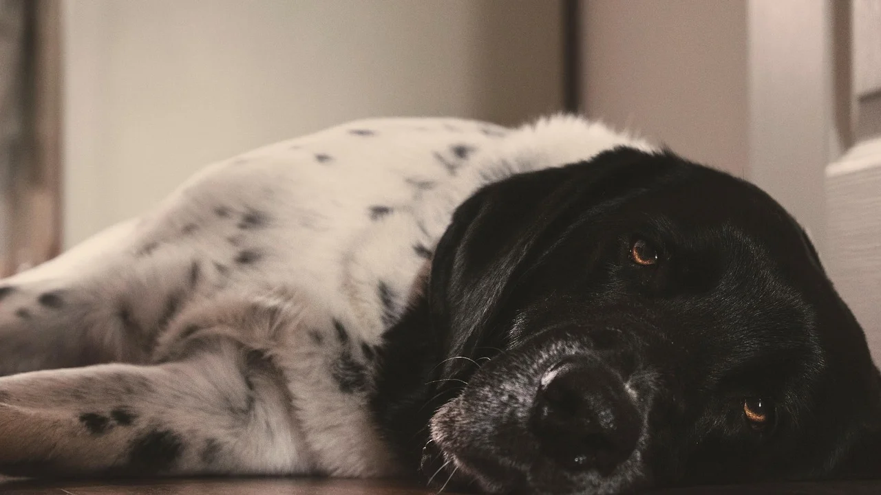 Cão explora brinquedo interativo no chão do apartamento.