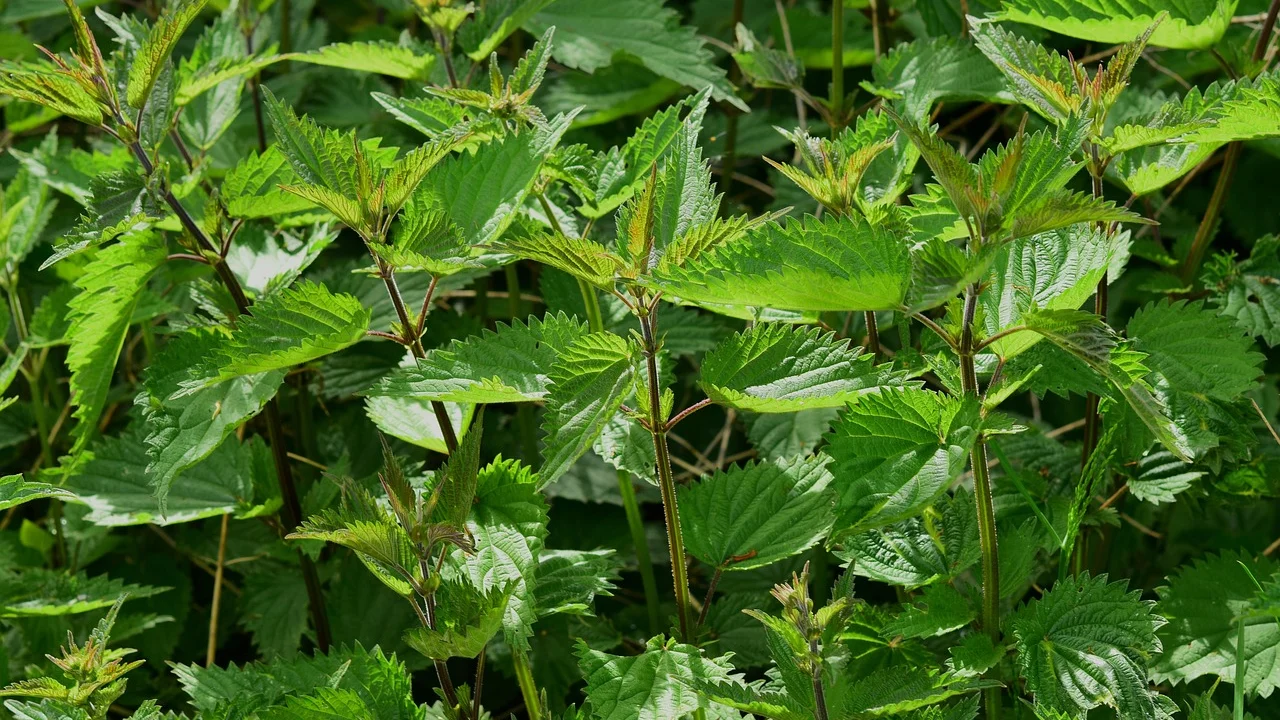 Muda de manjericão plantada em vaso com substrato bem drenado.