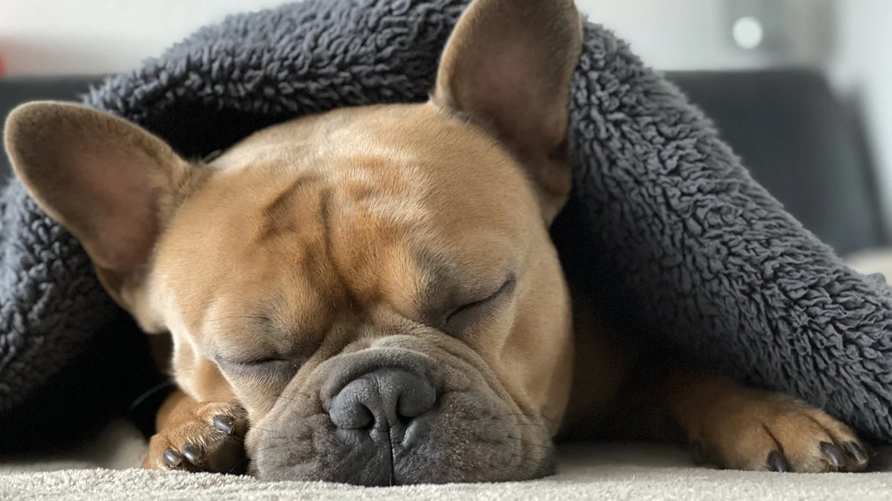 Cobertores limpos e secos deixam a cama mais confortável no frio