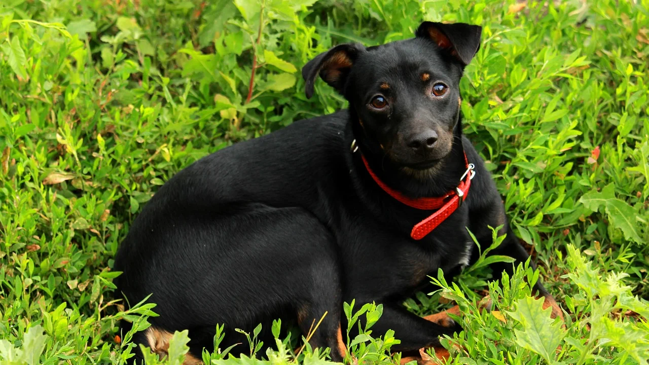 Tutor oferece presença tranquila a um cão assustado em ambiente seguro.