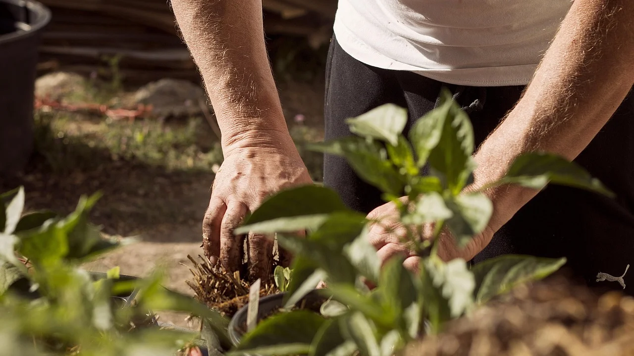 Mudas jovens plantadas em solo bem drenado