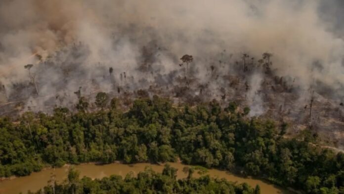 Quase metade do total de área queimada no país estava no bioma, equivalente a 7,9 milhões de hectares. Foto: Divulgação.